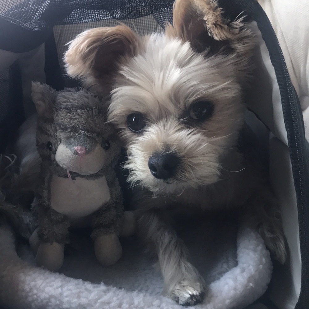 Airline Compatible Pet Carrier (Southwest)